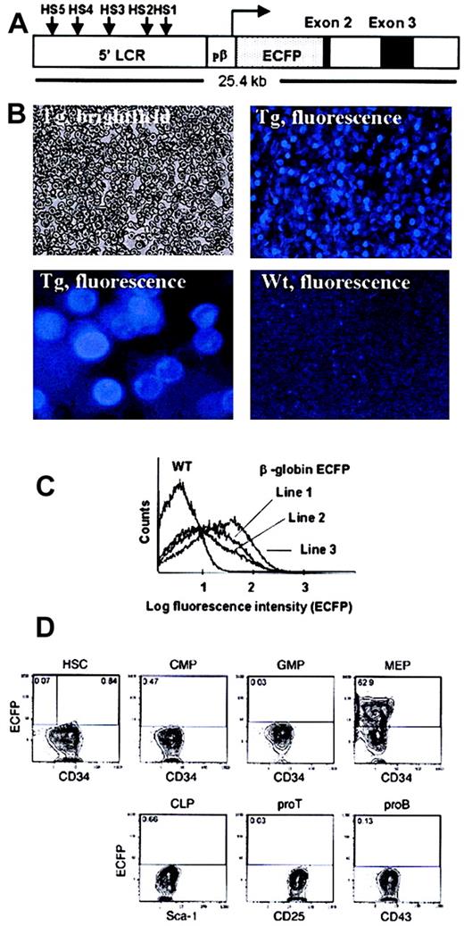Fig. 1. Development and expression specificity of β-globin transgenic mice. / (A) Diagram of construct used to make the transgenic line. HS indicates DNAse-1 hypersensitive sites within the β-globin LCR; pβ, β-globin promoter. (B) Peripheral blood from a β-globin transgenic (Tg) mouse (line no. 3) and a wild-type (WT) control, viewed under brightfield or fluorescence microscopy. Original magnification, × 20. The second panel showing fluorescent transgenic erythrocytes represents a higher magnification (× 5 of the original). (C) FACS analysis of the peripheral blood from β-globin ECFP transgenic mice (line nos. 1, 2, 3) and a wild-type (WT) control. (D) FACS profiles of hematopoietic progenitors showing ECFP expression. HSCs were sorted as IL-7Rα−Lin−Sca-1+c-Kit+; CMPs as IL-7Rα−Lin−Sca-1−c-Kit+, CD34+, FCgRl0; GMPs as IL-7Rα−Lin−Sca-1−c-Kit+, CD34+FCgRhi ; MEPs as IL-7Rα−Lin−Sca-1−c-Kit+, CD34−FCgRl0; CLPs as IL-7Rα+Lin−Sca-1loc-Kit+; pro–T cells as CD4loCD8loCD25+c-Kit+, and pro–B cells as B220+IgM−CD43+ populations. Numbers indicate percentages of ECFP-positive cells detected within a given quadrant.