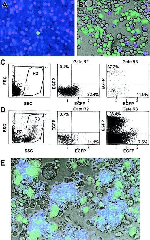 Fig. 3. Analysis of hematopoietic cells from a β-globin ECFP x lysozyme EGFP mouse. / (A-B) Overlay of fluorescence microscopic images obtained with ECFP and EYFP filters from blood and bone marrow, respectively (in B, the brightfield image also was included). (C-D) FACS profiles of the same cells. Cells within the gates highlighted in the SSC/FSC plots were analyzed with a laser/filter configuration that allows to distinguish between ECFP and EGFP fluorescence. SSC indicates side scatter; FSC, forward scatter; ECFP and EGFP, log fluorescence intensity in the respective channels. Numbers indicate percentages of cells within a given quadrant. (E) Mixed colony in methylcellulose culture, photographed as in panel B. In addition to numerous small cyan fluorescent (erythroid) and large green fluorescent (myeloid) cells, the colony contains a very large unlabeled cell, possibly a megakaryocyte. Original magnifications: × 20 (A-B, E).