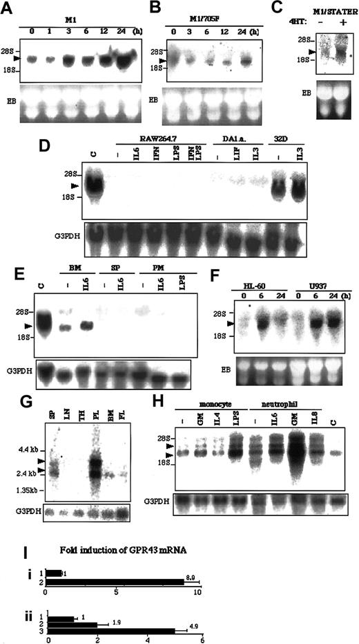 Fig. 2. mRNA expression of LSSIG and GPR43. / (A-H) Northern blot analysis. The membrane was hybridized with the probes of LSSIG (A-E) and GPR43 (F-H). M1 (A) and M1/Y705F (B) cells were stimulated with LIF for the indicated time. (C) M1/STAT3ER cells were stimulated with 4HT for 3 hours. (D) Several cell lines were stimulated for 3 hours with IL-6, interferon γ (IFNγ), LPS, IFNγ plus LPS, LIF, or IL-3. DA1.a and 32D cells were starved for cytokines for 5 hours and were stimulated. C: M1 cells stimulated with LIF for 24 hours as a control. (E) Murine hematopoietic tissues were stimulated for 3 hours. Bone marrow cells (BM), spleen cells (SP), and peritoneal macrophages (PM) were stimulated with IL-6 or LPS. C: M1 cells stimulated with LIF for 24 hours as a control. (F) HL-60 and U937 cells were stimulated with PMA for the indicated time. (G) Human tissue blot. SP, spleen; LN, lymph nodes; TH, thymus; PL, peripheral blood leukocytes; BM, bone marrow; FL, fetal liver. In each lane, 2 μg polyA+RNA was blotted. (H) Human monocytes and neutrophils were stimulated for 3 hours with GM-CSF (GM), IL-4, LPS, or IL-8. C: U937 cells were stimulated with PMA for 6 hours as a control. (The transcripts are indicated by arrowheads. EB indicates ethidium bromide staining of gel; G3PDH, the same membrane reblotted with the probe of G3PDH. Similar results were obtained in more than 3 independent experiments.) (I) Quantitative RT-PCR analysis of GPR43 expression in U937 cells (i) and human monocytes (ii). (i) 1, nonstimulated; 2, stimulated with PMA for 24 hours. (ii) 1, nonstimulated; 2, stimulated with GM-CSF for 3 hours; 3, stimulated with LPS for 3 hours. Values were corrected by the data of RT-PCR for glyceraldehyde phosphate dehydrogenase and represent means of 3 samples. The error bars represent the standard deviations.