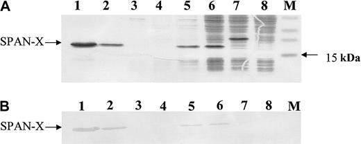 Fig. 4. Successful generation of SPAN-Xb recombinant protein fromE coli. / (A) Coomassie blue staining of a 12% SDS-polyacrylamide gel, under reduced conditions, showing purities of different aliquots of recombinant SPAN-Xb protein. (B) Western blot analysis of different aliquots of recombinant SPAN-Xb protein using anti-His tag antibodies, confirming the successful generation of recombinant SPAN-Xb protein. M indicates protein marker; lanes 1-2, recombinant protein from 2 different fractions of the eluates; lane 3, lysate of flow-through from washing; lane 4, lysate after passage through affinity column; lanes 5-6, different aliquots of recombinant E coli lysates; lane 7, lysate after 4 hours of protein induction; and lane 8, lysate at time 0 of protein induction.
