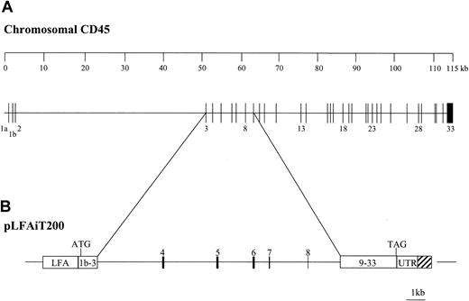 Fig. 1. Structure of the murine chromosomal CD45 gene and the minigene, pLFAiT200. / (A) The map of the 115-kb murine CD45 gene30 shows the exon and intron organization. The 12-kb genomic sequence contained in the minigene is indicated. (B) The structure of the CD45 minigene, pLFAiT200, is illustrated. LFA is the human LFA-1 (CD11a) promoter, and the UTR is the 3′ CD45 untranslated region. The CD45 5′ cDNA region containing exons 1b through 3 and the 3′ cDNA sequence region with exons 9 through 33 are designated 1b-3 and 9-33, respectively. The hatched box indicates the genomic sequence contiguous with the UTR 3′ of the CD45 poly(A) site.