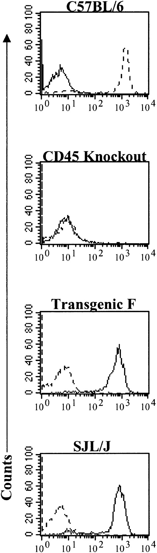 Fig. 2. Comparison of CD45.1 transgene expression with endogenous CD45 gene expression in splenocytes from C57BL/6, SJL/J, CD45-null, and transgenic mice. / The source of spleen cells is indicated above each overlay. For each overlay the staining antibodies were CD45.1 (solid line) and CD45.2 (dotted line).