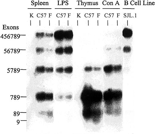 Fig. 5. RT-PCR analysis of RNA expression from the CD45 transgene. / The RT-PCR products were amplified from RNA isolated from splenocytes and thymocytes and visualized by Southern analysis. Cells were isolated from C57BL/6 (C57), transgenic F (F), or CD45-null (K) mice. RNA from the SJL pre–B-cell line, SJL.1, was used as a positive control. Spleen cells were untreated (Spleen), exposed for 3 days to ConA, or treated with LPS for 3 days. Thymocytes were untreated (Thymus). The amplification primer sequences are located in exon 2 and exon 9, flanking the region of alternative exon splicing. The oligonucleotide probe also is located in exon 2, downstream of the amplification primer. The exons present in each fragment are indicated.