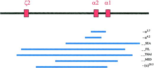 Fig. 1. Common deletions in the ζ-α-globin gene cluster. / The 3 red boxes represent the 3 active globin genes, the one embryonic ζ2-globin gene, and the α2- and α1-globin genes. They span approximately 26 Kb in length from ζ2 to α1 globin genes. The blue lines represent the common α-thalassemia deletions. Figure adapted with permission from Cambridge University Press2 andBlood.5
