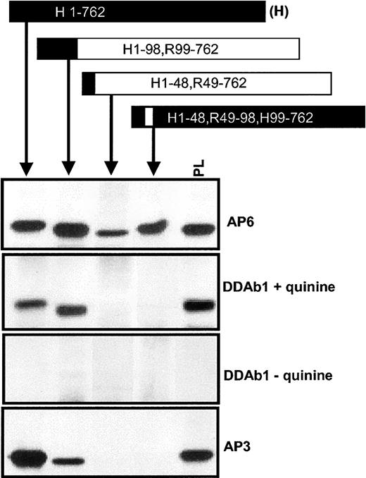 Fig. 2. DDAbs recognized human/rat GPIIIa chimeras containing human amino acid residues at positions 49 to 98. / DDAb 1 reacted with recombinant human (H), chimera H1-98, R99-762, and platelet (PL) GPIIIa but not with chimeras H1-48, R49-762 or H1-48, R49-98, H99-762 in the presence, but not in the absence, of quinine, showing that human sequence at positions 49 to 98 is required for binding. The same pattern of reactions was obtained with monoclonal AP3. Essentially, the same results were obtained with DDAbs 2 and 3 (not shown). No reactions were obtained with the DDAbs in the absence of drug. Human and rat sequences are depicted by closed and open boxes, respectively.