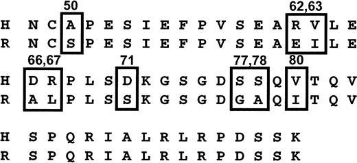 Fig. 3. Sequence of human (H) and rat (R) GPIIIa from positions 48 to 98. / Positions at which the 2 sequences differ are boxed.