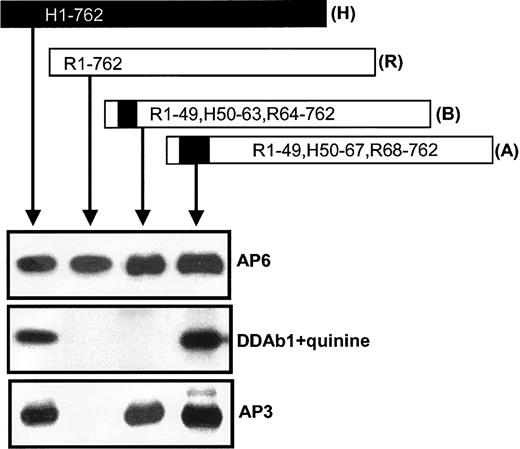 Fig. 5. Rat GPIIIa acquired the ability to bind DDAb when selected amino acids were converted from rat to the corresponding human residue. / Conversion of 5 amino acids in rat GPIIIa (residues 50, 62, 63, 66, and 67) to their human counterparts led to acquisition of the binding site for DDAb 1 (A). A reaction was obtained with AP3, but not DDAb 1, when only rat residues 50, 62, and 63 were converted (B). A similar pattern of reactions was obtained with DDAbs 2 and 3 (not shown). None of the constructs were recognized by DDAbs 1 to 3 in the absence of drug (not shown). Human and rat sequences are depicted by closed and open boxes, respectively.