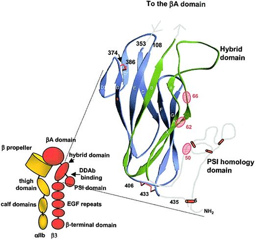 Fig. 6. Location of the likely binding site for DDAbs 1 to 3. / (Left) Schematic representation of the GPIIb/IIIa complex (adapted from Humphries and Moulds,21 with permission). The assumption is made that the general conformation of GPIIb (integrin αIIb) conforms to that of αv. (Right) Ribbon diagram depicting structure of the hybrid and PSI homology domains of GPIIIa (adapted from Xiong et al,13 with permission). The PSI homology domain was not resolved in crystallographic studies, and its location relative to the hybrid domain is unknown. In the figure, this domain has been positioned so as to bring the 3 residues shown to be essential for DDAb binding (Ala50, Arg62, Asp66) close to one another.