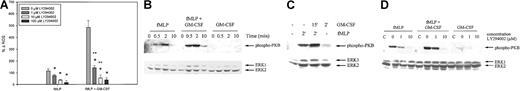 Fig. 5. Effect of LY294002 on ROS production and PKB/Akt phosphorylation in neutrophils from healthy volunteers. / (A) Isolated neutrophils were preincubated with 1, 10, or 100 μM LY294002 for 30 minutes and were stimulated for 20 minutes with 1 μM fMLP with or without priming with 5 ng/mL GM-CSF. ROS production was measured by FACS analysis. Results represent the mean increase in ROS produced after stimulation, compared with unstimulated cells, of 4 individual experiments. Significant reductions in respiratory burst by pretreatment of neutrophils with LY294002 are indicated by single asterisks (P < .05). Significant differences between the unprimed and the GM-CSF–primed groups in inhibition of ROS production by LY294002 are indicated with 2 asterisks (P < 0.05). (B) Neutrophils were stimulated with 1 μM fMLP, with or without priming with 5 ng/mL GM-CSF, or with GM-CSF alone. Serine-phosphorylated PKB/Akt was detected by Western blot analysis and immunodetection. ERK1/2 antibodies were used to determine equal loading (lower panel). (C) To better visualize GM-CSF–stimulated PKB/Akt phosphorylation, a longer exposure of another Western blot is shown. (D) Isolated human neutrophils were preincubated with increasing amounts of LY294002 for 30 minutes and were stimulated for 2 minutes with either 1 μM fMLP, with or without GM-CSF priming, or 5 ng/mL GM-CSF alone. Unstimulated cells were run as negative control (c). Cell lysates were analyzed by Western blotting, using an antibody against serine phosphorylated PKB/Akt (upper panel). Equal protein loading in the samples was confirmed by immunodetection of ERK1/2 (lower panel). A representative blot of 3 independent experiments is shown.