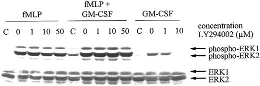 Fig. 7. Effect of LY294002 on the fMLP- and GM-CSF–induced phosphorylation of ERK1/2 in human neutrophils. / Neutrophils from a healthy volunteer were preincubated with the indicated concentrations of LY294002 for 30 minutes. Neutrophils were subsequently stimulated for 2 minutes with 1 μM fMLP alone, fMLP following priming of the neutrophils with 5 ng/mL GM-CSF, or with 5 ng/mL GM-CSF alone. Stimulation was stopped by the addition of 1 × Laemmli buffer to the pelleted neutrophils and by boiling the samples. Proteins were separated by SDS-PAGE, and Western blotting was performed using an antibody against phosphorylated ERK1/2 (upper panel). Lysates of unstimulated cells were run as negative controls (C). Equal loading was demonstrated by reprobing the blots with an antibody against ERK1/2 (lower panels).