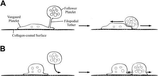 Fig. 7. Hypothesis to explain how lack of functional GPIIb/IIIa receptors alters platelet deposition on collagen. / (A) In the presence of functional GPIIb/IIIa receptors, first the vanguard platelet adheres and spreads. A follower platelet that randomly comes to lie above (and potentially overlaps) the vanguard platelet can then tether to the vanguard platelet. Eventually the follower platelet adheres to, and spreads over, the vanguard platelet and the adjacent collagen. (B) In the absence of functional GPIIb/IIIa receptors, platelet-platelet interactions cannot occur; thus, a platelet that comes to lie above (and partially overlaps) an already adherent platelet moves laterally as it approaches the surface and adheres directly to the adjacent collagen.