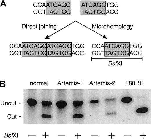 Fig. 2. Fibroblasts of a healthy control and RS-SCID patients with mutations in the Artemis gene show equal usage of direct joining and microhomology when rejoining linearized DNA constructs. / (A) Linearized DNA constructs with homologous ends (ATCAGC) can be rejoined via direct joining or via microhomology. Joining via microhomology results in the generation of a BstXI restriction site (CCAN6TGG). (B) In contrast to normal fibroblasts and fibroblasts from patients with an Artemismutation, fibroblasts with a mutation in DNA ligase IV (180BR) show complete absence of direct joining and full usage of the microhomology pathway.