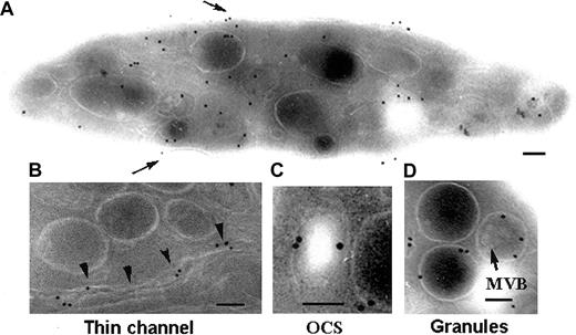 Fig. 1. Detection of P2Y1 in unstimulated platelets by immunogold labeling of frozen ultrathin sections using a MoAb directed against the amino-terminal domain. / (A) A typical distribution of the labeling within the different membrane systems of the platelet. Surface labeling is highlighted (arrows). (B-D) Higher-power magnification of labeled intracellular structures: thin channels of the OCS (arrowheads; B), a more dilated element of the OCS (C), and the delimiting membranes of α-granules (arrow) (D). The presence of multivesicular bodies (MVBs) inside the granule is indicated. Bars = 0.1 μm.