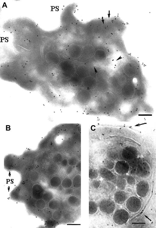 Fig. 2. Immunolocalization of P2Y1 in platelets activated with ADP. / Unstirred suspensions of washed platelets were incubated at 37°C for 10 minutes with 10 μM ADP in the presence of 400 μg/mL Fg. (A-B) Surface labeling for P2Y1, now includes pseudopods (PSs). Intracellular labeling remains; lines of gold particles (arrows) can be seen. Also recognized by the MoAb is a clear zone in continuity with a thin channel (arrowheads). (C) P2Y1 within a thin channel (arrows) circulating around the centralized granules. Bars = 0.2 μm.