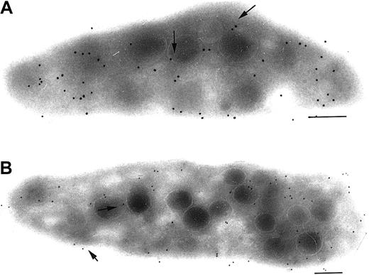 Fig. 3. Detection of P2Y1 in ADP-desensitized platelets. / Desensitization reverses the changes seen during ADP-induced platelet activation. Platelets were incubated at 37°C with the stable ADP analog ADPβS (1 mM) for 1 hour without stirring in the presence of Fg. Immunolocalization on ultrathin sections of the now discoid platelets showed that the P2Y1 distribution resembled that seen on unstimulated platelets with labeling (arrows) of both surface and internal membrane systems. Platelets are illustrated for 2 healthy donors (A-B). Bar = 0.2 μm.