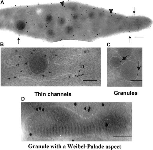 Fig. 5. Detection of TPα in the membrane systems of unstimulated platelets using a rabbit polyclonal antibody to the carboxyl-terminal domain. / (A) A typical platelet section. Surface labeling is highlighted (arrows) as is the labeling of thin channels within the OCS (arrowheads). (B-C) Higher-power magnifications showing abundant labeling within the thin channels of the OCS and labeling of the membranes of α-granules (arrows). (D) A labeled α-granule containing a Weibel-Palade–like structure. Bars = 0.1 μm.