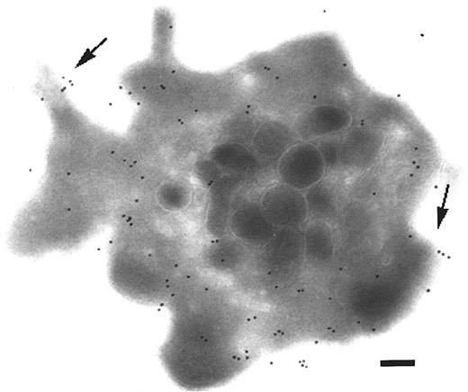 Fig. 6. Detection of TPα in the membrane systems of I-BOP–activated platelets. / Platelets were incubated with I-BOP for 10 minutes at 37°C without stirring. The illustrated platelet shows both surface (arrows) and intracellular labeling. Pseudopods are present and express TPα. Bars = 0.2 μm.
