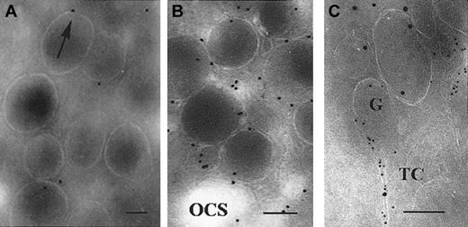 Fig. 7. Detection of ligand-bound αIIbβ3 by the anti-LIBS MoAb, AP-6. / (A) Unstimulated, washed platelets. Only a few gold particles were present per platelet, and these were located in the vicinity of α-granule membranes (arrow). (B) A similar illustration, but for unstirred platelets incubated with 10 μM ADP for 10 minutes. Note the increased labeling in the vicinity of the α-granule membrane. (C) Double-staining has been performed for platelets incubated with ADP as in panel B; an initiation of secretion is shown by the concomitant labeling with P-selectin (5-nm gold particles) and AP-6 (10-nm gold particles) in a thin channel extending from an α-granule. Bars = 0.1 μm.