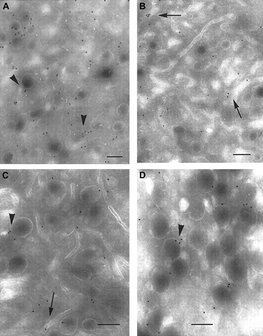 Fig. 8. Immunolocalization of P2Y1 and TPα receptors in the membrane systems of mature human megakaryocytes. / (A-B) Immunolocalization of P2Y1. In panel A, gold particles are seen associated with α-granule membranes (arrowheads); in panel B, they are present in the DMS (arrows). (C-D) Immunolocalization of TPα receptors. The labeling observed with an anti-TPα is also associated with α-granule membranes and the DMS. Bars = 0.2 μm.