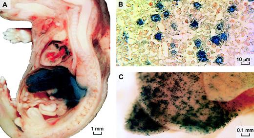 Fig. 1. β-Galactosidase expression after prenatal intravenous delivery of adenoviral vector. / AdRSVLacZ was injected intravenously into prenatal mice 16 days after conception to examine distribution of β-galactosidase expression by this route. X-gal staining was performed on fetal sagittal sections 2 days after injection (A) or on whole neonatal liver 9 days after injection (B). Cellular expression in hepatocytes is confirmed on wax-embedded histologic sections of the stained whole liver 2 days after injection (original magnification, × 400) (C). Neutral red was used as counterstain.