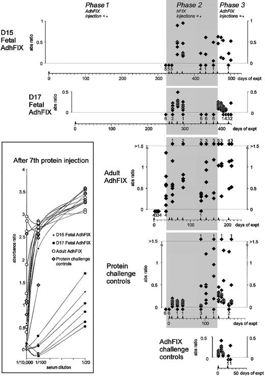 Fig. 3. Immunity toward exogenous and expressed hFIX. / Mice were injected in utero or as adults with AdhFIX then repeatedly rechallenged with hFIX protein and AdhFIX as described in Figure 2 while hFIX antibody concentrations were measured. The y-axis shows blood hFIX antibody concentrations (ratio versus control hyperimmune serum, 1/10 000 dilution) after in utero or adult injection of AdhFIX (phase 1), repeated injection of hFIX protein to the adult mice (phase 2, shaded), and repeated injection of AdhFIX to the adult mice (phase 3). The x-axis shows the experimental time course in days after first injection. Arrowheads indicate injection points. The D15 and D17 fetal AdhFIX groups are mice initially injected in utero with AdhFIX at days 15 and 17 after conception, respectively. The adult AdhFIX group contains mice initially injected as adults with AdhFIX. The protein challenge control group did not receive prior injection of AdhFIX. The AdhFIX challenge group received neither prior injections of AdhFIX nor hFIX protein. Diamonds show the analysis of individual mice at a given time point. The number of samples with no detectable antibodies at each time point is depicted as a diamond and number, both lying beneath the lower dotted line. The number of samples exceeding an absorbance ratio of 1.5 at each time point is depicted as a diamond and number, both lying above the upper dotted line. The inset shows values of ratio versus control hyperimmune serum using 3 dilutions (1/20, 1/100, and 1/10 000) for individual mice after the seventh injection of hFIX protein.