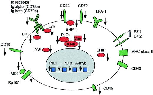 Fig. 3. Loss of the B-lineage–specific gene expression program in HRS cells. / Examples of molecules affected by this differentiation defect are depicted. Membrane proteins (green), signaling molecules (red), and transcription factors (blue) are either down-regulated or missing (indicated by a black arrow). Up-regulated genes (B7.1 and B7.2) are marked with a gray arrow. Although not identified as consistently down-regulated in the array analysis, Lyn was included in this figure because it is significantly down-regulated in 3 of 4 HL cell lines (the B-cell–derived lines) and also SAGE indicated reduced expression (Table 1).