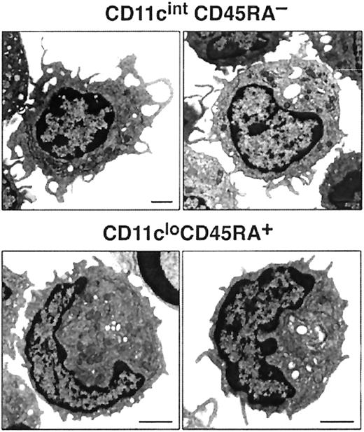 Fig. 3. Images of mouse blood pre-DCs. / Electron micrographs of CD11cintCD45RA− and CD11cloCD45RA+ cells. The bar represents 1 μm. Images are representative of more than 6 different fields of CD11cintCD45RA− and CD11cloCD45RA+ cells from 2 separate blood preparations.