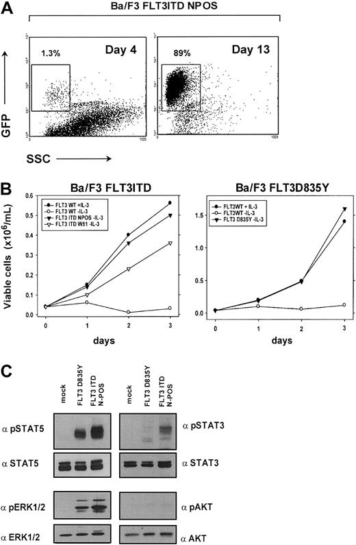 Fig. 1. FLT3ITD and FLTD835Y have transforming potential in Ba/F3 cells and activate STAT5 and MAPK. / (A) FLT3ITD mutants confer a competitive growth advantage to IL-3–dependent Ba/F3 cells. EGFP expression was determined by flow cytometry in Ba/F3 cells transduced with pMSCV-EGFP-IRES-FLT3ITD-NPOS retrovirus 4 days and 13 days after transduction and IL-3 withdrawal. (B) FLT3ITD-NPOS or FLT3ITD-W51, but not FLT3WT constructs, confer IL-3–independent growth to Ba/F3 cells. Ba/F3 cells stably expressing FLT3ITD-NPOS, FLT3ITD-W51, and FLT3WT were seeded at a density of 4 × 104 cells/mL in the absence or presence of IL-3 (10 ng/mL). Viable cells were counted for up to 3 days by trypan blue exclusion. (C) FLT3ITD and FLT3D835Y activate STAT5 and MAPK1/2. Protein lysates from Ba/F3 cells transformed either by FLT3ITD-NPOS and FLT3D835Y or vector-transduced cells (mock) grown in the presence of IL-3 were analyzed by Western blot. No activation of AKT and only weak activation of STAT3 could be detected.