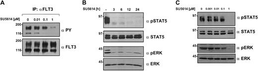 Fig. 4. SU5614 inhibits the tyrosine phosphorylation of FLT3, STAT5, and MAPK in a time- and dose-dependent manner. / (A) Ba/F3 cells expressing FLT3ITD-NPOS were incubated for 6 hours with the indicated concentrations of SU5614 and protein lysates were immunoprecipitated (IP) with FLT3 antibody. Precipitates were analyzed by Western blot. (B) Ba/F3 cells expressing FLT3ITD-NPOS were incubated for the indicated time intervals with SU5614 at a concentration of 1 μM. Protein lysates were subjected to sodium dodecyl sulfate–polyacrylamide gel electrophoresis (SDS-PAGE) and after blotting, membranes were incubated with the indicated antibodies. (C) Lysates were prepared as described in panel A and membranes were probed with phospho-specific antibodies against STAT5 and MAPK followed by specific STAT5 and MAPK antibody.