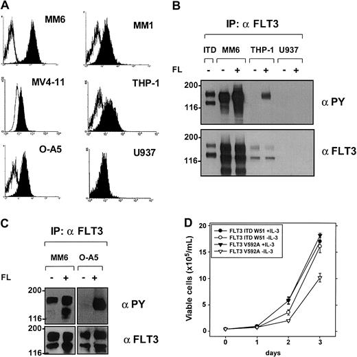 Fig. 5. Expression and activation of FLT3 in leukemic cell lines—the FLT3V592A mutant expressed in MM1 and MM6 cells induces IL-3–independent growth in Ba/F3 cells. / (A) Expression of FLT3 on the surface of leukemic cells analyzed by flow cytometry after staining with an anti-CD135 antibody. Open histograms represent isotype control; filled histograms show fluorescence intensity of CD135. (B-C) Activation of FLT3 in leukemic cell lines analyzed by immunoprecipitation (IP) and blotting by anti-PY antibody with (+) or without (−) stimulation with FL. Blots were stripped and reprobed with a specific FLT3 antibody. As a positive control, Ba/F3 cells stably expressing an FLT3ITD mutant are shown in lane 1 (panel B). (D) Ba/F3 cells stably expressing FLT3ITD-W51 and FLT3V592A were seeded at a density of 4 × 104 cells/mL in the absence or presence of IL-3 (10 ng/mL). Viable cells were counted for up to 3 days by trypan blue exclusion. A representative result of 3 experiments with similar results is shown.