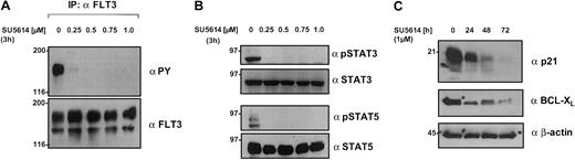 Fig. 8. SU5614 inhibits the tyrosine phosphorylation of FLT3, STAT3, and STAT5, and down-regulates STAT5 target genes in a dose-dependent manner. / (A) MM6 cells expressing a constitutive active FLT3 were incubated for 3 hours with the indicated concentrations of SU5614, and protein lysates were immunoprecipitated (IP) with FLT3 antibody. Precipitates were subjected to SDS-PAGE and after blotting, membranes were incubated with αPY antibody. Blots were stripped and probed with αFLT3 antibody. (B) MM6 cells were incubated for 3 hours with SU5614. Protein lysates were subjected to SDS-PAGE and after blotting, membranes were probed with phospho-specific antibodies against STAT3 and STAT5 followed by reblotting with specific STAT3 and STAT5 antibodies. (C) Ba/F3 cells expressing the FLT3ITD NPOS mutant were incubated for up to 72 hours with the indicated concentrations of SU5614. Protein lysates were analyzed by SDS-PAGE as described in panel B and blots were probed with antibodies against BCL-XL, p21, and β-actin.