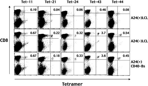 Fig. 3. Down-regulation of TCR after stimulation with HLA A24–positive LCLs demonstrated by decreased levels of tetramer staining. / Before staining with each MHC/peptide tetramer (eg, Tet-11 means tetramer incorporating peptide no. 11), aliquots of EBV-specific CD8+ T cells were incubated with HLA A24–positive LCLs (top row), HLA A24–negative LCLs (middle row), or HLA A24–positive CD40-activated B cells (bottom row). After a 16-hour incubation, the cells were stained with PE-conjugated HLA A*2402 tetramers and TRI-COLOR–labeled anti-CD8 mAb, and analyzed by FACSCalibur. Numbers in the top right quadrants represent the percentages of tetramer-positive cells in the total CD8highcells.
