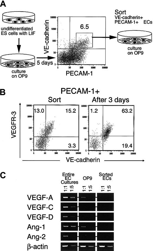 Fig. 1. Preparation of VEGFR-3+ ECs from ES cells. / (A) The experimental procedure. ES cells maintained in the presence of LIF were transferred onto OP9. Five days later VE-cadherin+PECAM-1+ ECs were sorted and recultured on OP9 for 3 days in the presence or absence of exogenous reagents. (B) Expression of VEGFR-3 in the EC. VE-cadherin+ PECAM-1+ ECs were analyzed by flow cytometry at the time of sorting (left panel) and after 3 days' culture (right panel). OP9 cells were easily distinguishable from ES cell–derived cells in forward and side scatter so that they could be excluded from the cells analyzed here. The numbers indicate the percentage of cells that appeared in each quadrant. (C) Expression of the angiogenetic factors was analyzed by RT-PCR with RNA extracted from entire EC cultures (ECs and OP9), OP9 stromal cells without cocultured ECs, and sorted VE-cadherin+ PECAM-1+ ECs cultured on OP9. PCR reactions were carried out using cDNAs obtained from 100 and 20 cells. PCR products were electrophoresed on 1% agarose gels and detected by staining with ethidium bromide.