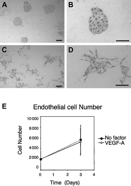 Fig. 2. Response of ECs to exogenous VEGF-A on OP9. / ES cell–derived VE-cadherin+ PECAM-1+ECs were induced, purified, and recultured on OP9. After 3 days of incubation, cultured ECs were stained by MoAb for VEGFR-2. (A-B) Round clusters of ECs were formed on OP9 stroma in the absence of exogenous factors. (C-D) Addition of 50 ng/mL exogenous VEGF-A resulted in dispersion of EC clusters. Scale bar, 200 μm. (E) Quantitation of the number of ECs before and after culture with or without addition of exogenous VEGF-A. To examine the recovery of sorted ECs in the presence or absence of exogenous VEGF-A, the number of ECs was calculated before and after culture using flow cytometry. Error bars indicate standard deviation of 3 independent assays.