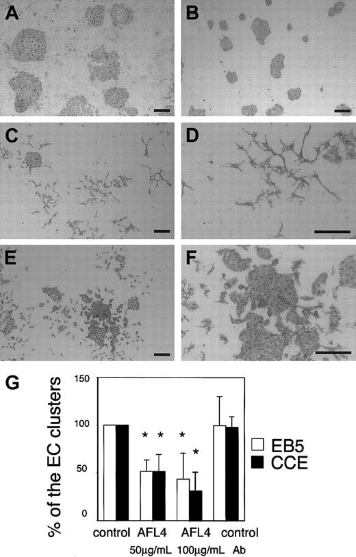 Fig. 4. Induction of EC dispersion by an antagonistic MoAb for VEGFR-3 (AFL4). / Sorted ECs were cultured on OP9 in the presence or absence of MoAbs, and the cultures were immunostained by Mec13.3. Addition of 100 μg/mL AFL4 induced dispersion of ECs (panels C-D) compared with the matched 100 μg/mL control MoAb (A7R34; panel A). AFL4-induced EC dispersion was not observed in the culture in which endogenous VEGF-A was sequestered by mFlt-1-hIgG (panel B). Dispersion was induced by addition of anti–VE-cadherin MoAb VECD-1 (panels E-F); no alteration in shape was observed. Scale bar, 200 μm. (G) Quantitative analysis of the number of round EC clusters. Reduction in the number of packed colonies by EC dispersion by Ab treatment is expressed as a percentage against untreated cultures. Experiments were performed using different ES cell lines: EB5 (open bars) and CCE (black bars). Each error bar represents mean ± SD of 5 independent experiments. *P < .05. P values were calculated using the Mann-Whitney U test.