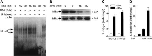 Fig. 3. SAA stimulates NF-κB activation. / (A) Neutrophils were stimulated with 2 μM SAA for different periods of time. Nuclear proteins were extracted and electrophoretic mobility shift assay was performed as described in “Materials and methods.” The NF-κB/DNA complex was detected by32P-labeled NF-κB oligonucleotide probe. Unlabeled NF-κB probe (100 × in excess) was used as a competitor to determine the specificity of DNA binding (lane 6). (B) Western blotting analysis was used to detect the cytoplasmic level of IκBα in neutrophils. Time-dependent degradation of IκBα was observed in SAA-treated (2 μM) but not the untreated neutrophils. Data shown are from one representative experiment of a total of 3, all with similar results. (C) HL-60 cells were transiently transfected with either a IL-8 luciferase reporter (−272–IL-8) or an NF-κB luciferase reporter (3 × NF-κB) as described in “Materials and methods.” The luciferase assays were performed after stimulation with 10 μM SAA for 4 hours at 37°C. Relative luciferase activities are expressed as fold induction over basal, after normalization of data against coexpressed β-galactosidase activities. (D) HL-60 cells (5 × 105 cells/200 μL) were cultured in serum-free medium with or without SAA for 4 hours. The secreted IL-8 was detected by ELISA. The fold increases of IL-8 production by the stimulated cells over unstimulated cells are shown. All data are presented as mean ± SEM, from 3 independent experiments, each performed in duplicate.