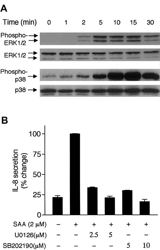 Fig. 4. Phosphorylation of ERK1/2 and p38 and their potential involvement in SAA-induced IL-8 secretion. / (A) Neutrophils (4 × 105 cells) were stimulated with 2 μM SAA for indicated times. Phosphorylation of ERK1/2 and p38 was determined by Western blotting, using specific antibodies against phospho-ERK1/2 and phospho-p38. The unphosphorylated ERK1/2 and p38 were also determined. Three experiments were performed and a representative set of data is shown. (B) Neutrophils were treated with the MEK inhibitor U0126 or the p38 inhibitor SB202190 for 1 hour prior to SAA (2 μM) stimulation. The secreted IL-8 was measured after 4 hours and expressed as percentage changes. Maximal secretion of IL-8 (1090 pg/mL/106 cells) was obtained in the absence of inhibitor and was set as 100%. Data are presented as means ± SEM of 3 independent experiments, each performed in duplicate.