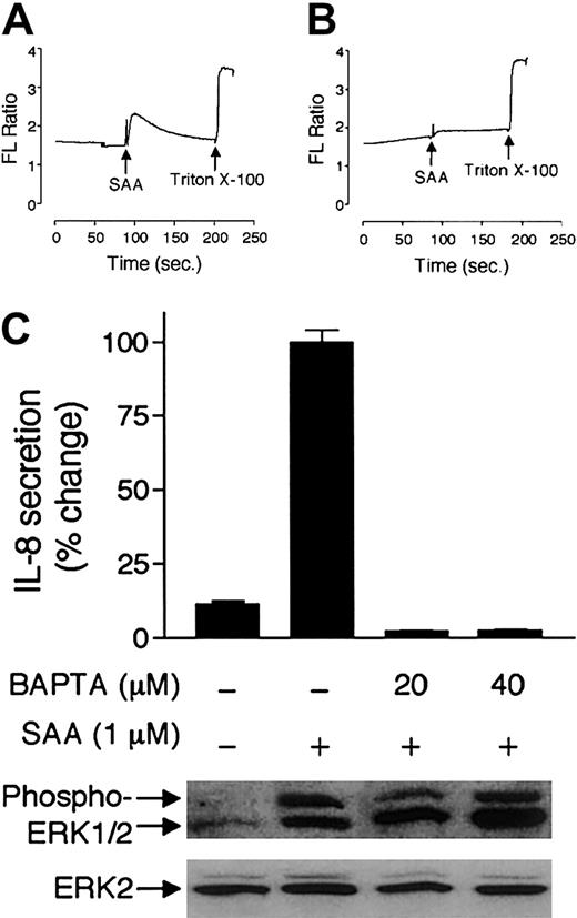 Fig. 5. Elevation of intracellular Ca2+ is required for IL-8 secretion. / (A-B) Indo-1/am–labeled neutrophils were stimulated with SAA (1 μM) in the absence (A) or presence (B) of BAPTA/am (20 μM). Triton X-100 was then added to 0.1% for measurement of total intracellular Ca2+, an indicator of Indo-1/am equal loading. Relative intracellular Ca2+ concentration was expressed as fluorescence ratio (405:485 nm). (C) Secretion of IL-8 and phosphorylation of ERK1/2 by SAA-stimulated neutrophils were determined in the absence or presence of BAPTA/am (20 μM and 40 μM). Maximal secretion (580 pg/mL/106 cells) was set as 100%. Data are presented as means ± SEM of 3 independent experiments, each performed in duplicate.