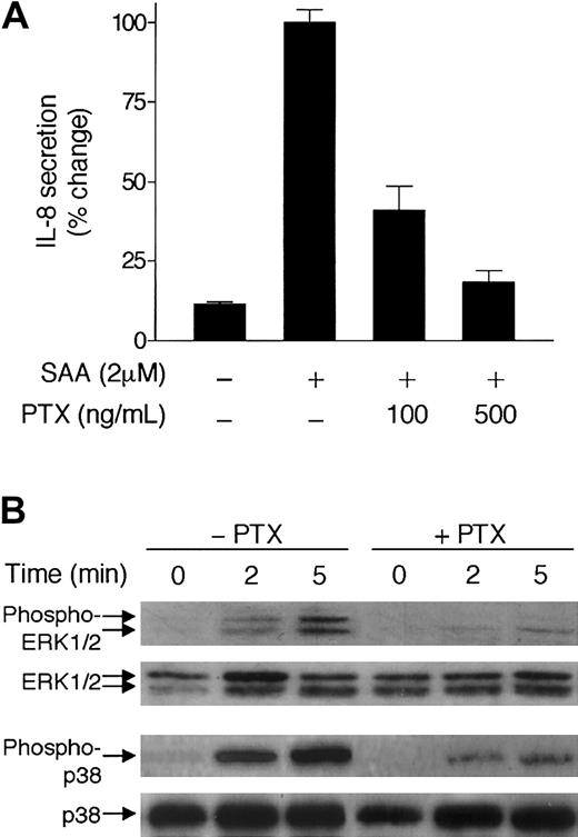 Fig. 6. Inhibition of SAA-induced IL-8 secretion and MAP kinase phosphorylation by PTX. / (A) Neutrophils were preincubated with or without either 100 ng/mL or 500 ng/mL pertussis toxin (PTX) at 37°C for 1 hour and then stimulated with 2 μM SAA for 3 hours. The secreted IL-8 was measured by ELISA and expressed as percent of change, with maximal IL-8 (980 pg/mL/106 cells) set as 100%. Data are presented as means ± SEM of 3 independent experiments, each performed in duplicate. (B) Neutrophils (4 × 105 cells) were incubated with or without PTX (400 ng/mL) for 30 minutes, and then stimulated with 2 μM SAA for indicated times. Induction of both ERK1/2 and p38 phosphorylation was determined by Western blotting. Three experiments were performed and a representative set of results is shown.
