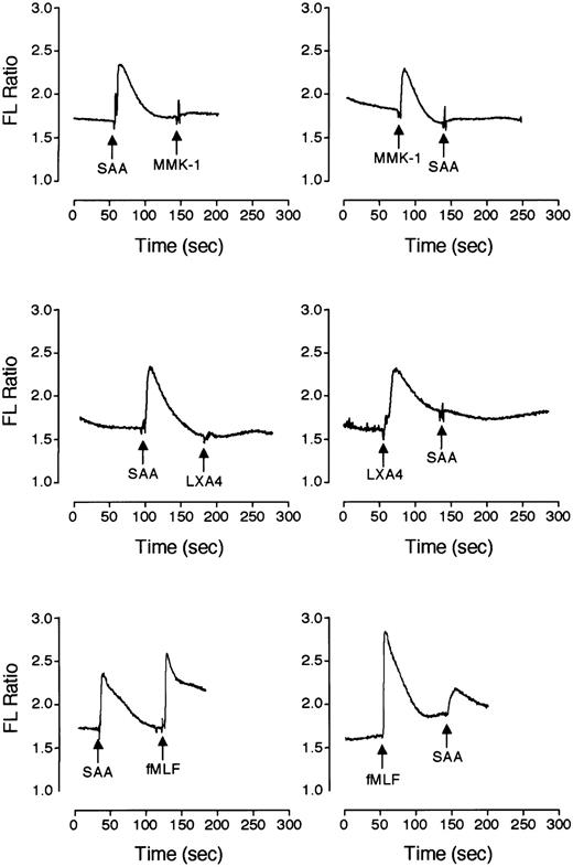 Fig. 7. SAA induces Ca2+ mobilization through PFRL1/LXA4R in neutrophils. / Neutrophils labeled with Indo-1 were stimulated with SAA (1 μM), MMK-1 (10 nM), LXA4 (1.4 μM), and fMLF (10 nM) in different sequence combinations to determine cross-desensitization. Changes of intracellular Ca2+ are expressed as relative fluorescence ratio (405:485 nm). Results shown are representative of 1 of the 2 experiments.