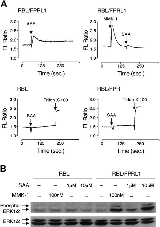 Fig. 8. SAA induces Ca2+ mobilization and ERK1/2 phosphorylation in FPRL1/LXA4R-transfected cells. / (A) Stable transfectants, or the untransfected RBL-2H3 cells, were loaded with Indo-1/am and stimulated with SAA (2 μM) or MMK-1 (100 nM). Elevation of intracellular Ca2+ was observed in FPRL1/LXA4R-transfected but not the untransfected RBL or FPR-transfected RBL cells. (B) SAA and MMK-1 stimulate activation of ERK1/2 in FPRL1/LXA4R-transfected cells but not in the untransfected cells, as measured by Western blotting using an antiphospho-ERK1/2 antibody (upper blot). Equal loading of samples was determined by an antibody against unphosphorylated ERK1/2 (lower blot).