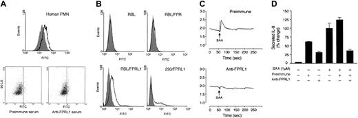 Fig. 9. Characterization of rabbit antiserum against FPRL1/LXA4R. / (A) Histogram of flow cytometry demonstrating binding of the rabbit antiserum (1:50; solid line) as compared with preimmune serum (same dilution; shaded curve). The original data of side scattering versus FITC (from the secondary antibody) are shown in dot plots below. Mean fluorescence intensities are 14 ± 3.31 with preimmune serum and 27 ± 2.41 with anti-FPRL1. Data presented are from 1 representative experiment of a total of 3. (B) RBL-2H3 cells, the stable transfectants RBL/FPR and RBL/FPRL1, and the HEK293-transient transfectants 293/FPRL1 were incubated with preimmune serum (1:50 dilution; shaded curve) or anti-FPRL1 (same dilution; solid line), followed by FITC-conjugated secondary antibody. The histograms of flow cytometry were shown. Data are representative of 1 of the 2 experiments. (C) Neutrophils were preincubated with either preimmune serum or anti-FPRL1 (1:50 dilution) for 30 minutes at 37°C, and loaded with Indo-1/am. Elevation of intracellular Ca2+ by 1 μM SAA stimulation was blocked by anti-FPRL1. The results are representative of 1 experiment of a total of 3. (D) Inhibition of IL-8 secretion. Neutrophils were preincubated with or without either preimmune serum or anti-FPRL1 (1:50 dilution each) for 30 minutes at 37°C, and then stimulated with 1 μM SAA for 4 hours. IL-8 secretion was measured by ELISA. The secreted IL-8 (1060 pg/106/mL) by 1 μM SAA without serum pretreatment was set as 100%. Data are presented as means ± SEM of 2 independent experiments each performed in duplicate.