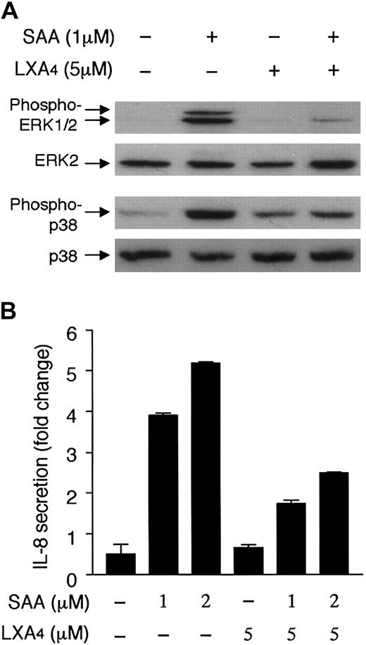 Fig. 11. Inhibition of MAP kinase phosphorylation and IL-8 secretion by LXA4. / (A) Neutrophils were stimulated with 1 μM SAA or 5 μM LXA4, or with SAA and LXA4. After 15 minutes, samples were collected for detection of ERK1/2 and p38 phosphorylation by antiphospho antibodies against these kinases. The results are from a representative experiment of 3 separate experiments. (B) Neutrophils were stimulated with SAA, in the presence or absence of LXA4 as indicated. After 4 hours, the secreted IL-8 was measured by ELISA. The induction of IL-8 in the absence and presence of LXA4 was compared. Data are shown as mean ± SEM of 3 independent experiments, each performed in duplicate.