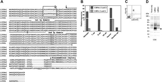 Fig. 1. LIR9 amino acid sequences and LIR9 expression in leukocytes and transfected cells. / (A) Alignment of the amino acid sequences of the 4 forms of LIR9 and LIR6b, another activating LIR with 2 immunoglobulinlike domains. Two arrows indicate the predicted cleavage sites for the signal peptides; the first arrow indicates the cleavage site for LIR9m1 and LIR9s1, and the second arrow indicates the cleavage site for LIR9m2 and LIR9s2. The box highlights the 12 amino acid exon that is present in LIR9m1 and LIR9s1. Underlined amino acids are N-linked glycosylation sites. The arginine residue within the transmembrane domain is shown in boldface. (B) Expression of LIR9m (1 and 2) and LIR9s (1 and 2) transcripts in peripheral blood leukocytes and in monocyte-derived dendritic cells as determined by TaqMan quantitative reverse transcription–polymerase chain reaction (RT-PCR). Data are expressed on a relative scale using the LIR9s expression in monocytes as the reference value. (C) LIR9m expression in CD14+ monocytes as determined by 2-color fluorescence-activated cell sorter (FACS) analysis. (D) LIR9s1 is detected in the conditioned media of COS cells transfected with the LIR9s1 cDNA, but not with the LIR9m1 cDNA or with empty vector. Cells were transfected with the indicated plasmids and 2 days later were metabolically labeled with35S-(cysteine-methionine) for 5 hours. Ten microliters conditioned media were loaded per lane, and the gel was exposed to film for 49 hours. Arrow indicates the LIR9s1 protein.