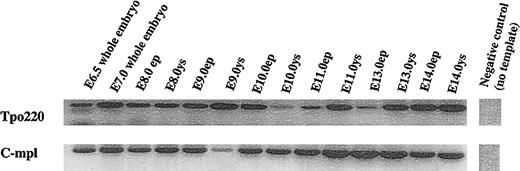 Fig. 1. RT-PCR analysis of thrombopoietin and c-mpl mRNA expression. / Whole embryos or embryo proper (ep) and yolk sac (ys) were dissected from timed-pregnant female mice. Total RNA was isolated and reverse transcribed into cDNA followed by PCR amplification by using specific primers for Tpo (220 bp) and c-mpl (368 bp). Products were run on 2% agarose gel, and the size was determined by a 100-bp DNA standard ladder. Data presented represent 1 of 3 experiments.