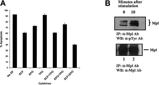 Fig. 6. Biochemical and functional effects of Tpo on erythroid cell line G1E-ER2. / (A) G1E-ER2 cells were starved for 5 hours and cultured for 48 hours in the presence of 50 ng/mL SCF or TPO or 2 U/mL Epo. Apoptosis was measured by staining the cells with Annexin and analyzed by flow cytometry as described in “Materials and methods.” (B) G1E-ER2 cells were starved for 6 hours and stimulated with TPO for indicated time or left unstimulated. Immunoprecipitation (IP) was performed by using an anti–c-mpl antibody, followed by Western blot (WB) analysis using an antiphosphotyrosine antibody. Top panel shows the phosphorylation of c-Mpl, and the bottom panel shows the expression of total c-Mpl protein in each lane. Data represent the mean values of triplicate samples from 4 experiments; error bars represent SEM.