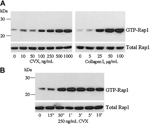 Fig. 1. CVX activates Rap1 in platelets in a concentration- and time-dependent manner. / (A) Equal numbers of washed human platelets were stimulated with the indicated concentrations of CVX (left panel) or fibrillar type I collagen (right panel) for 1 minute. The platelets were lysed and GTP-bound Rap1 was precipitated with GST-RalGDS RBD bound to glutathione-agarose beads. The bound Rap1 was separated by SDS-PAGE and detected by immunoblotting with an anti-Rap1 mAb. (B) Washed human platelets were stimulated with 250 ng/mL CVX and equal aliquots were removed and lysed at the indicated time points. Active Rap1 was precipitated from the platelet lysates and detected as described in panel A. In lanes containing both total and GTP-bound Rap1, the presence of a second band may be phosphorylated Rap1, although no change in the ratio of these 2 bands was detected with CVX or collagen treatment in this study. Additionally, Woulfe et al find that inhibition of the protein kinase A pathway, which can phosphorylate Rap1, had no effect on Rap1 activation.38 These results were confirmed in 4 separate experiments.
