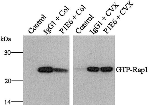Fig. 3. Collagen, but not CVX, requires α2β1 to fully stimulate Rap1 in human platelets. / Washed human platelets were treated with control buffer, 10 μg/mL control IgG1, or 10 μg/mL of the α2-blocking mAb P1E6 for 15 minutes and then stimulated with either fibrillar type I collagen (Col, 50 μg/mL, left panel, middle, right lanes) or CVX (250 ng/mL, right panel, middle, right lanes) for 1 minute. The presence of active Rap1 was determined as described in Figure 1. Note that the inclusion of P1E6 reduced collagen- but not CVX-mediated Rap1 activation. These results were confirmed in 3 separate experiments.