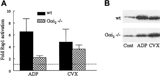 Fig. 5. Differential effects on Rap1 activation in Gαi2−/− murine platelets in response to ADP and CVX. / (A) Washed wild-type (wt) and Gαi2-deficient murine platelets were stimulated with 50 μM ADP or 500 ng/mL CVX for 1 minute before lysis. GTP-bound Rap1 was precipitated and detected as described in Figure 1, except that a polyclonal antibody was used to detect Rap1. Relative quantities of active Rap1 were determined via densitometry and normalized to levels of active Rap1 in unstimulated platelets on the same blot. The wild-type and Gαi2−/− murine platelet results are plotted as an average fold of Rap1 activation ± SEM (n = 6). (B) In a representative blot the GTP-Rap1 bands in the control (Cont) lanes are assigned a fold Rap1 activation value of 1.0, indicated by the dashed line in the histogram.