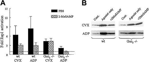 Fig. 6. Effect of 2-MeSAMP on Rap1 activation in wild-type and Gαi2−/− platelets stimulated with ADP and CVX. / (A) Washed wild-type (wt) or Gαi2-deficient murine platelets were treated with 2-MeSAMP or PBS for 15 minutes, followed by CVX (500 ng/mL, n = 4) or ADP (50 μg/mL, n = 3) for 1 minute. Platelets were lysed and active Rap1 was precipitated and detected as in Figure 1, except a polyclonal antibody was used to detect Rap1. Relative quantities of active Rap1 were determined via densitometry and normalized to levels of active Rap1 in unstimulated platelets on the same blot. Results are plotted as an average fold Rap1 activation ±SEM. (B) In a representative blot the GTP-Rap1 bands in the control lanes are assigned a fold Rap1 activation value of 1.0, indicated by the dashed line in the histogram.